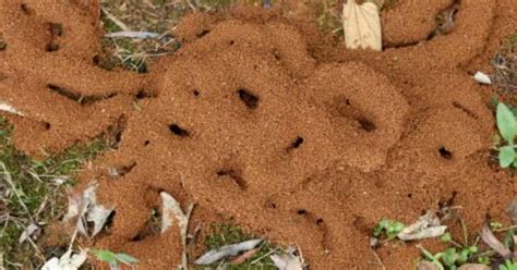 螞蟻窩怎麼找
